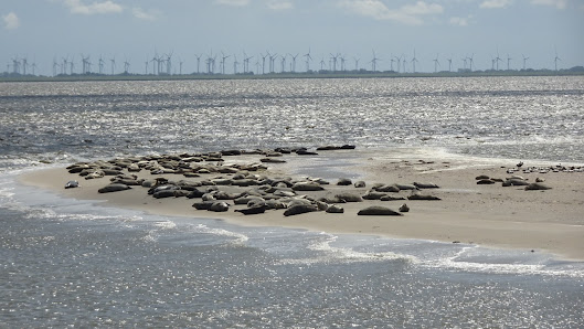 Seehundbänke Langeoog – Bild