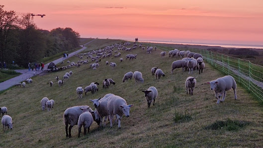 Ferienwohnungen mit Meerblick "Strandkorb & Sandbank" – Bild