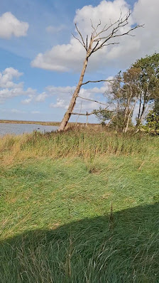 Schwimmendes Moor – Bild