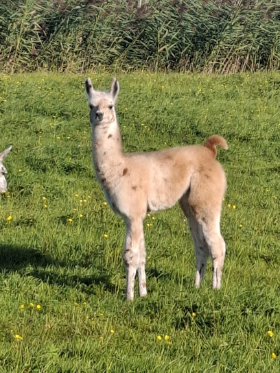 Lama Ranch Narvanas