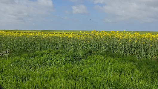 Seewiefken – Bild