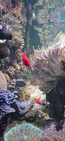 Aquarium Wilhelmshaven – Bild