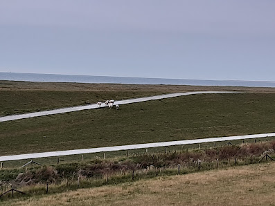 Hof zwischen den Deichen – Bild