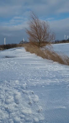 Wangermeer – Bild