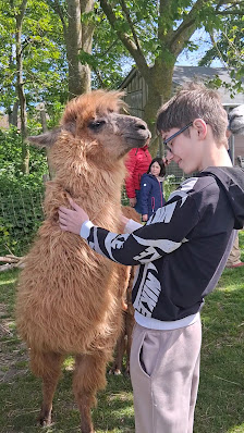 Lama Ranch Narvanas – Bild