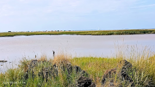 Schwimmendes Moor – Bild