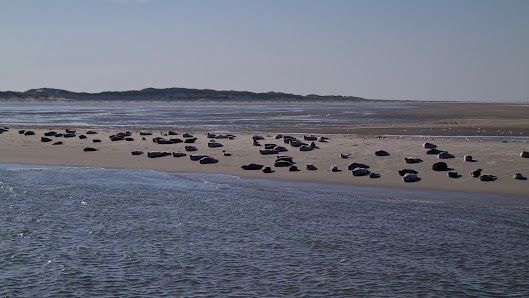 Seehundbänke Langeoog – Bild