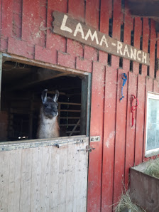 Lama Ranch Narvanas – Bild