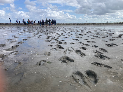 Wattführung Eilers - Wattwanderung Baltrum, Bensersiel, ...