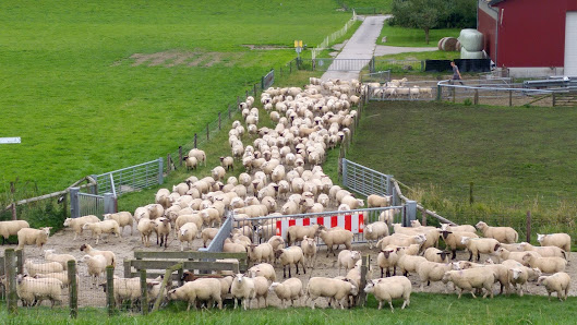 Remmers Deichschäferei – Bild