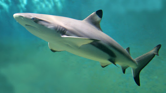 Aquarium Wilhelmshaven – Bild