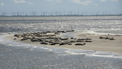 Seehundbänke Langeoog