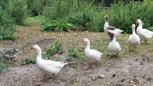 Lama Ranch Narvanas – Bild