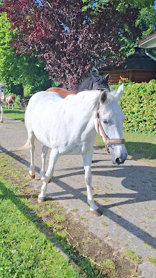 Traberhof - Remmer Müller – Bild