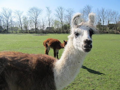 Lamahof am Sommerdeich – Bild