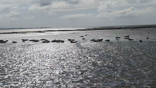 Rundfahrten mit dem Fischkutter Möwe – Bild