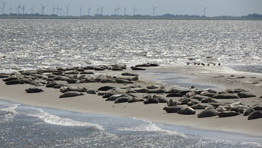 Seehundbänke Langeoog – Bild
