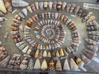 Muschelmuseum Hooksiel – Bild