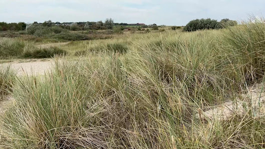 Dünen Schillig – Bild