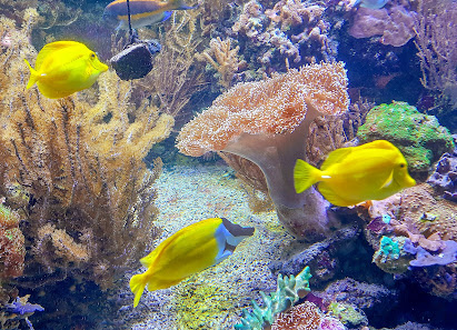 Aquarium Wilhelmshaven – Bild